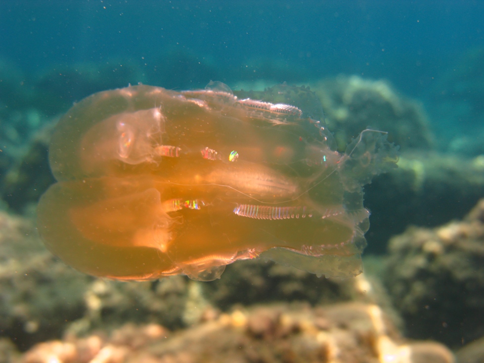 Mnemiopsis leidyi